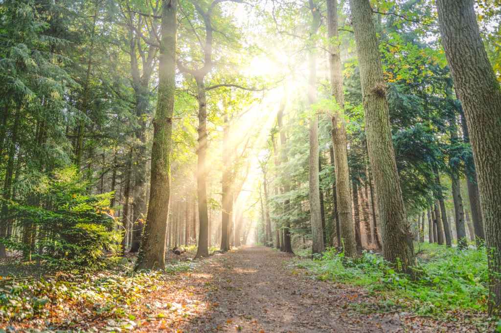 landscape photo of pathway between green leaf trees through a forest with the sun coming through