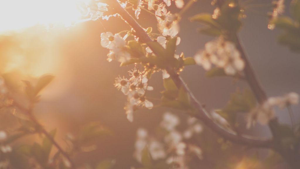 flower blossoms glistening in the sun